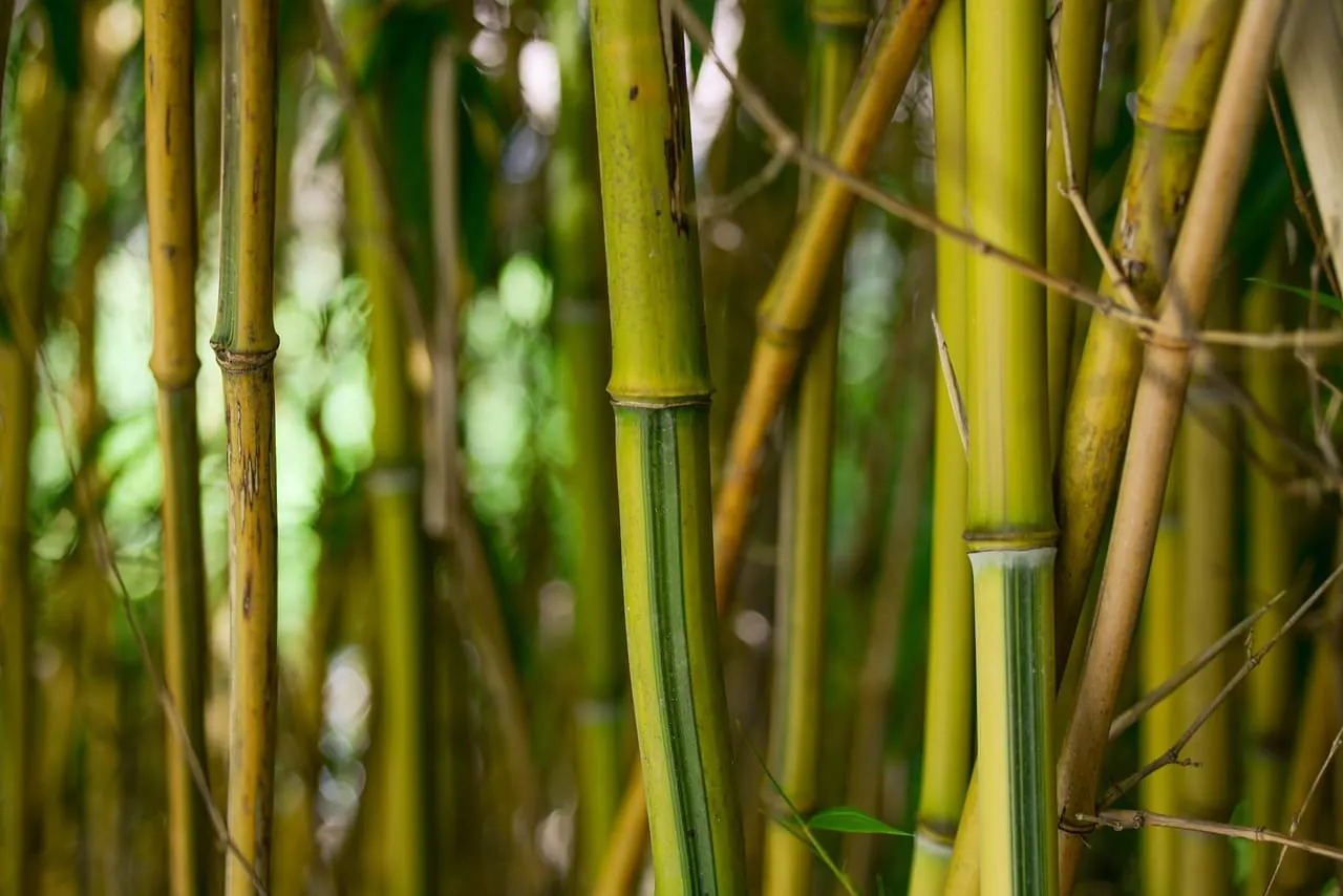 Cañas verdes y amarillas de bambú chino creciendo muy juntas