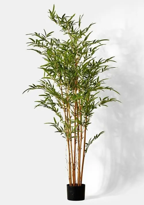 planta bambu comprar