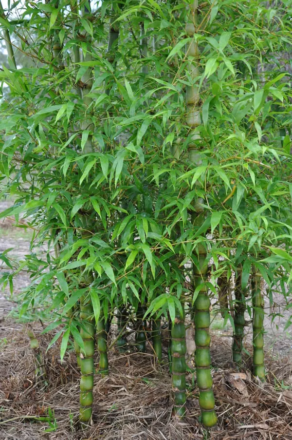 Mata de bambú enano con hojas finas y tallos cortos en un jardín