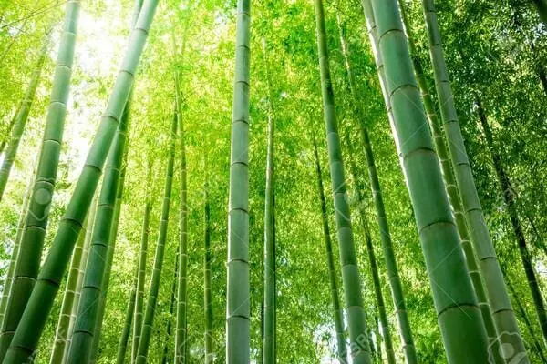 Bosque de bambú japonés con cañas altas y verdes vistas desde abajo