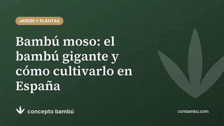 Portada del artículo «Bambú moso: el bambú gigante y cómo cultivarlo en España» con el logotipo de Concepto Bambú