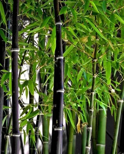 Cañas negras de bambú negro con hojas verdes