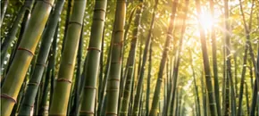 Bosque de bambú con cañas altas y la luz del sol entre las hojas
