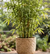 Planta de bambú frondosa en una maceta de fibra natural junto a una ventana