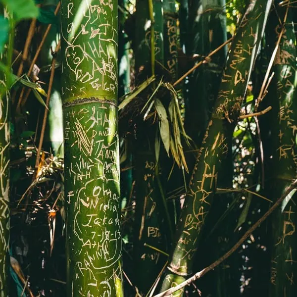 curiosos escritos en bambu