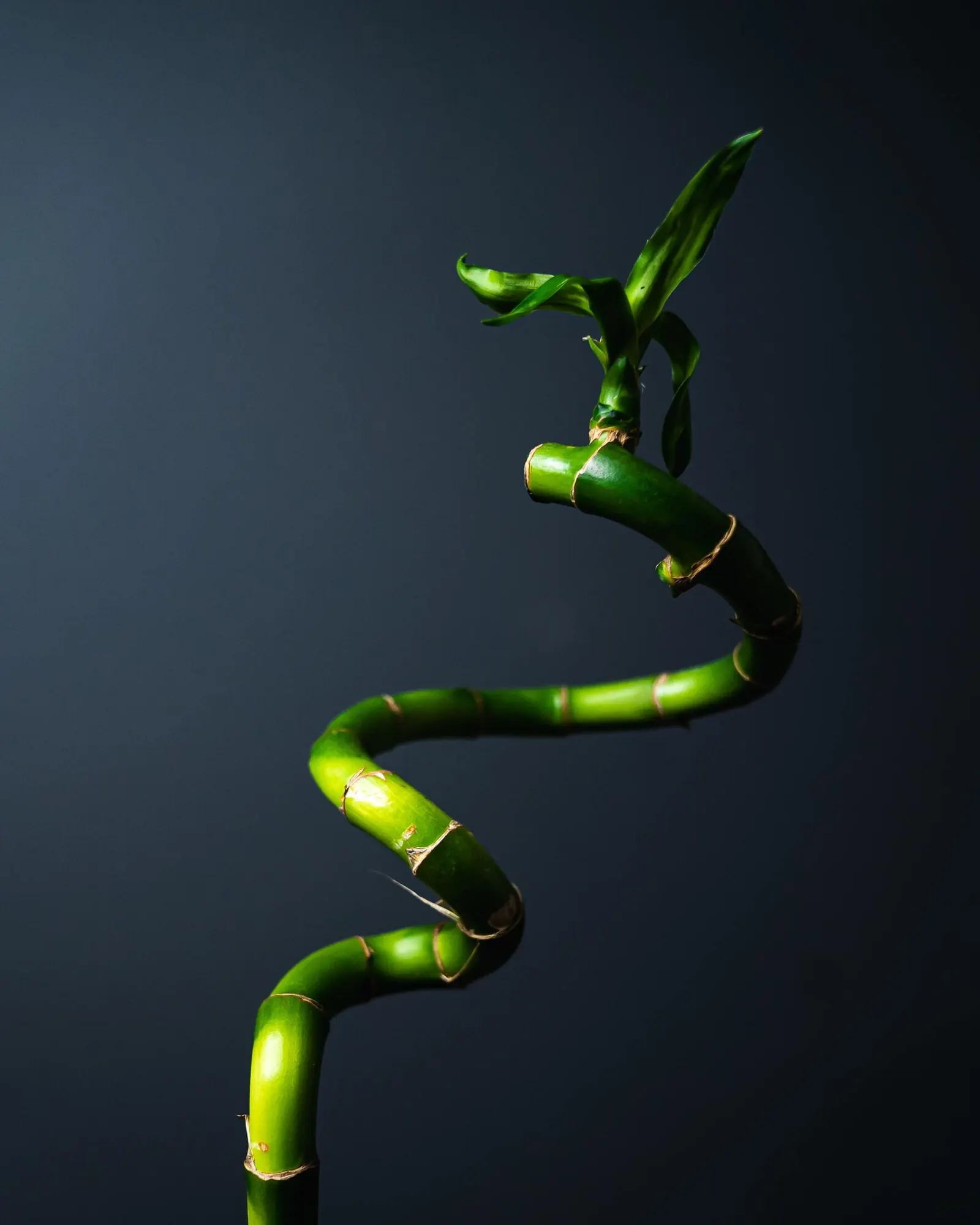 Espirales en Bambu de la Suerte