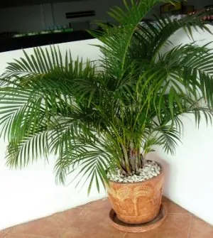Palmera areca en una maceta de barro en un rincón de la casa