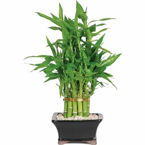 planta bambu de la suerte
