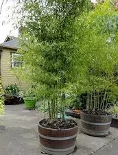 trasplantar bambú en jardineras