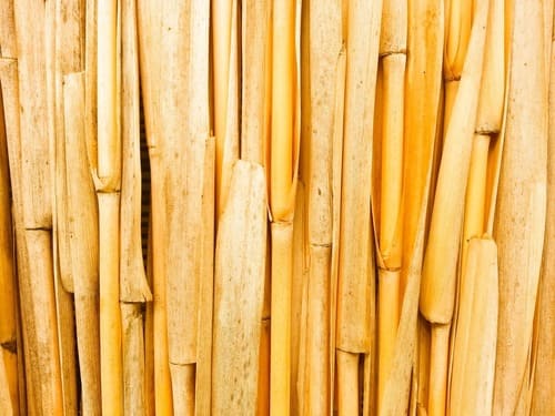 bambu amarillo 