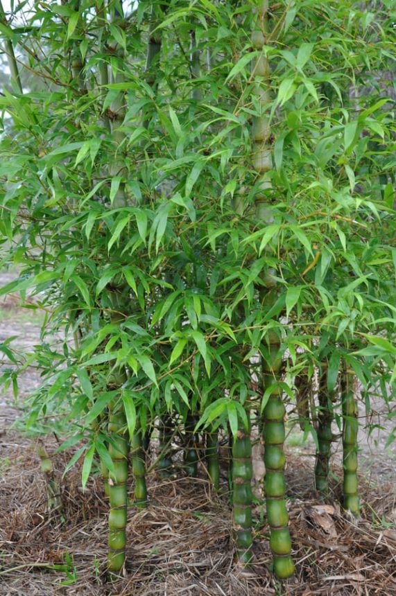 bambu enano