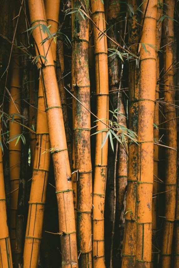 canas de bambu al natural