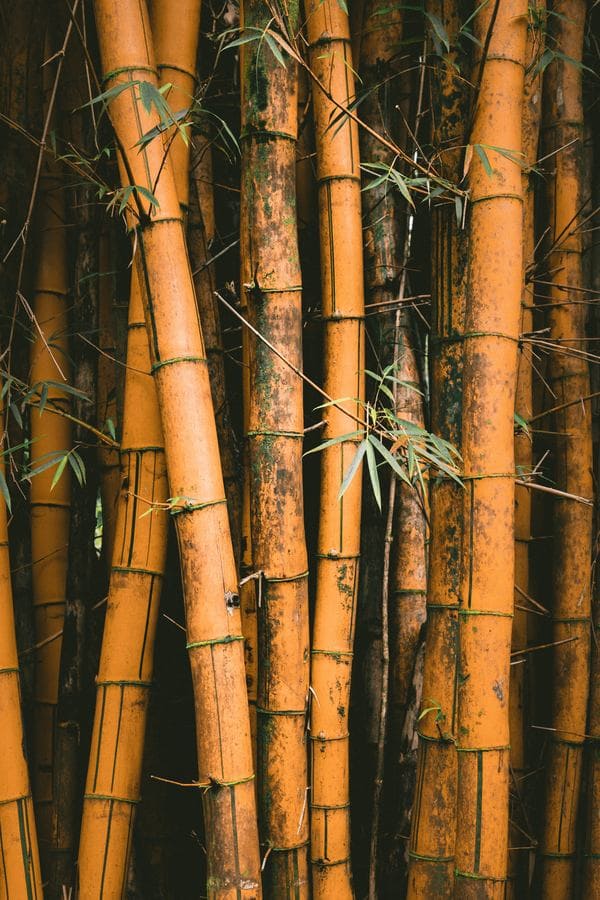 Cañas de bambú para dividir ambientes