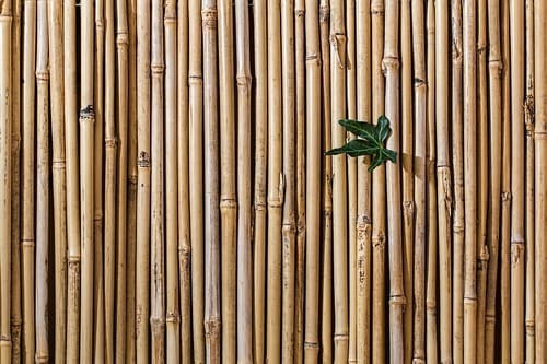 Estacas de bambú para jardines