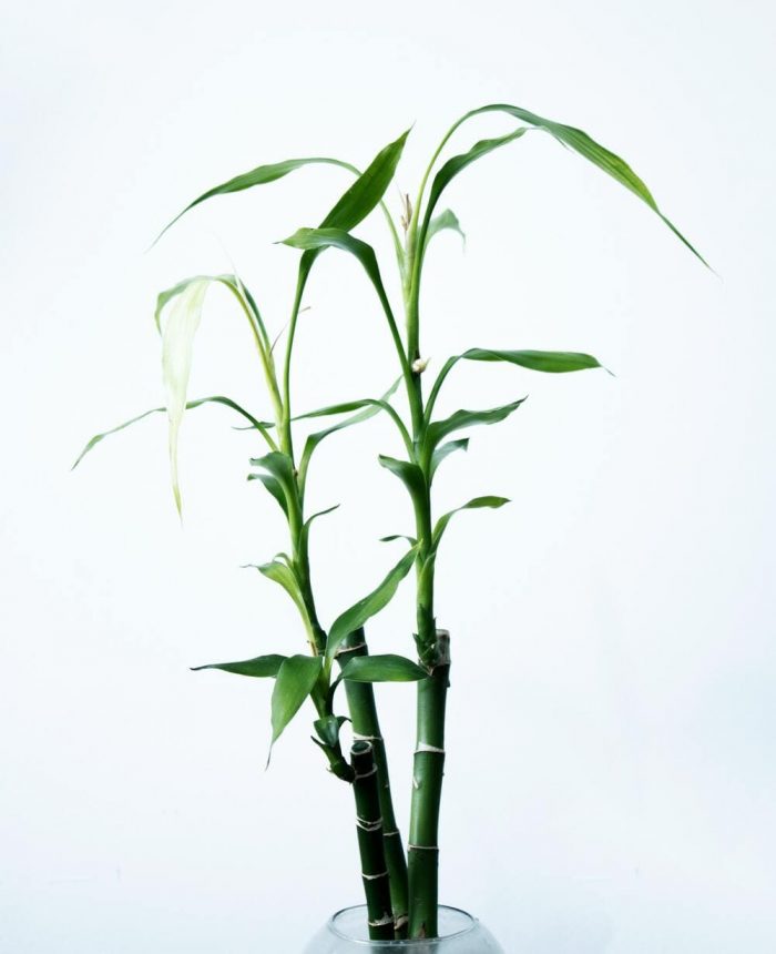 fertilizante bambu de la suerte