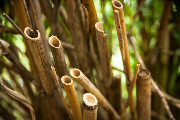 historia del bambu