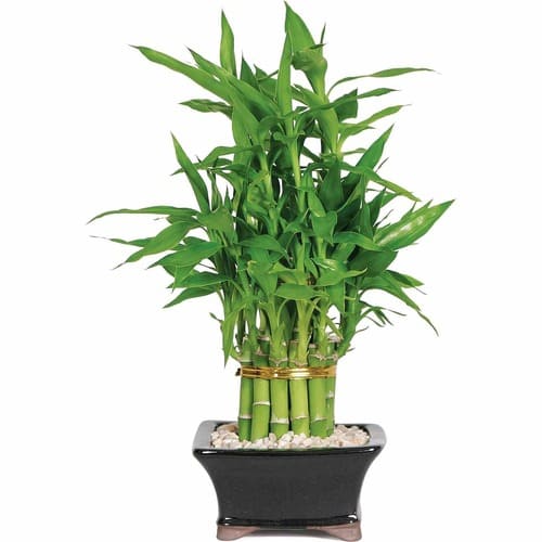planta-bambu