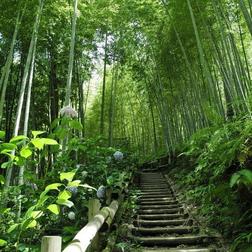 propiedades del bambu bosque